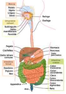 Apparato digerente