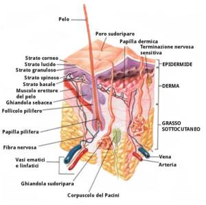 epidermide