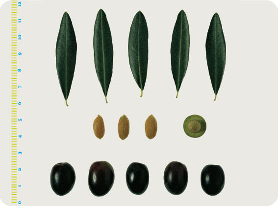 Le varietà delle olive: Il Leccino