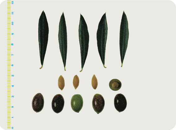 Le varietà delle Olive: Rossina