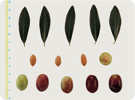 Le varietà delle Olive: Frantoio
