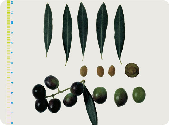 Le varietà delle Olive: la Moraiola
