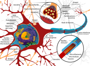 Neuroni, invecchiamento cellulare e Olio Extravergine di Oliva