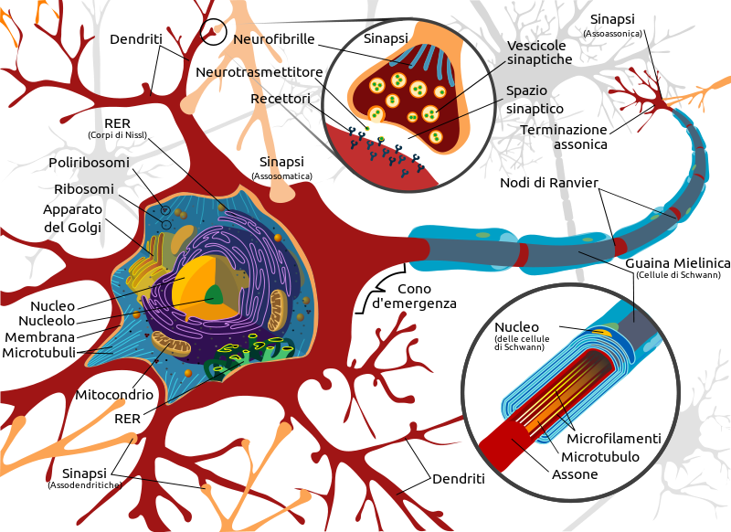 I Neuroni come tutte le cellule del corpo umano hanno una vita scandita e regolata da meccanismi biologici che ne determinano accrescimento, durata e morte programmata (apoptosi).