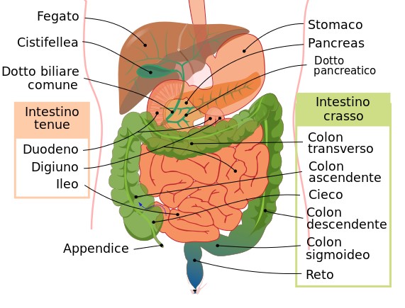 L'Extravergine di Oliva concorre al benessere del nostro Secondo Cervello