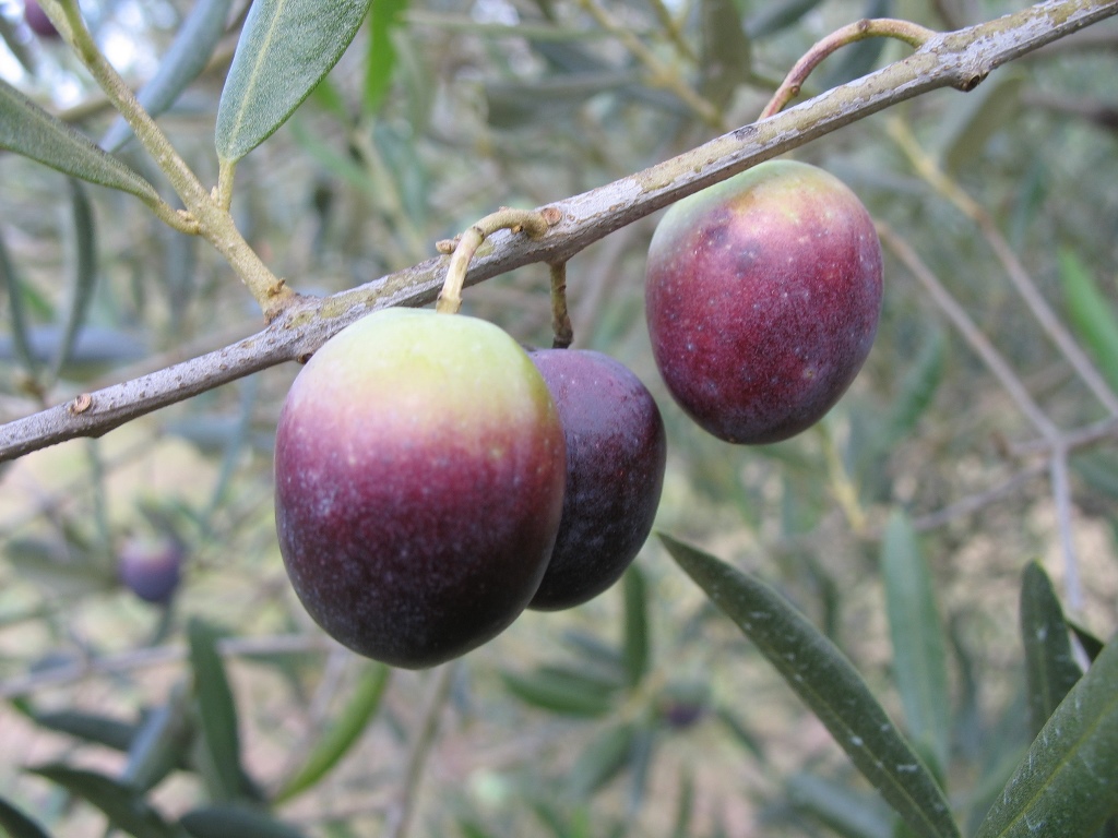 Maturazione delle Olive e sostanze salutari nell’Extravergine