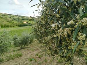 L'estratto ottenuto dalle Foglie d'Ulivo contro i danni da Diabete