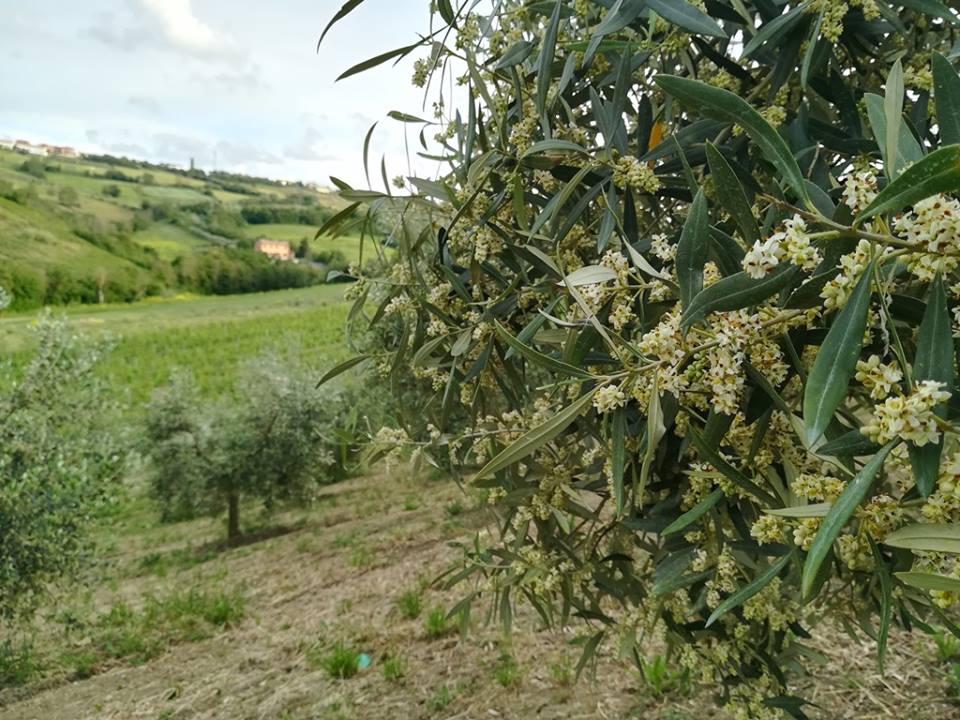 L'estratto ottenuto dalle Foglie d'Ulivo contro i danni da Diabete