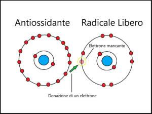 L'azione dei Polifenoli dell'Extravergine neutralizza i Radicali Liberi