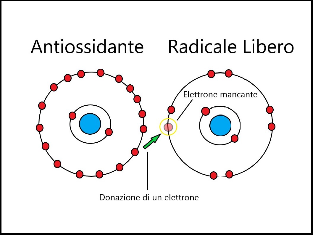 Quali sono i meccanismi alla base dell'azione antitumorale dell'Extravergine?