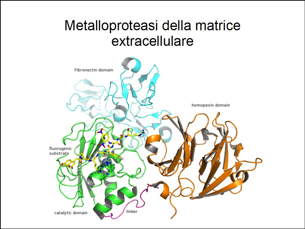 L'Extravergine di altissima qualità riduce la proliferazione del tumore alla vescica