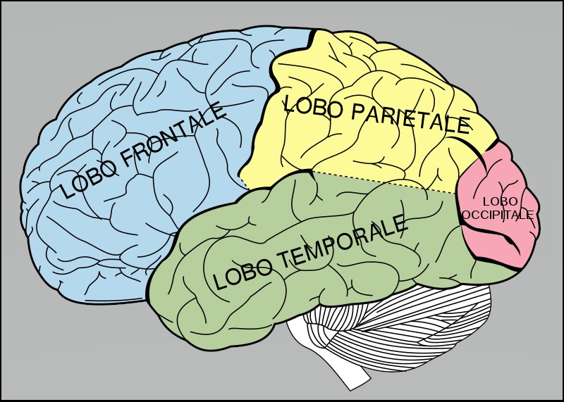 L'Extravergine previene il tumore al Cervello? Uno studio promettente!