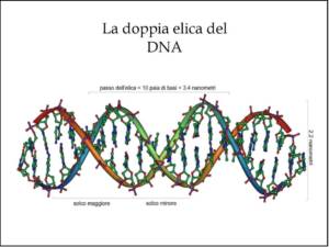 I Polifenoli dell'Extravergine di Oliva Proteggono il DNA