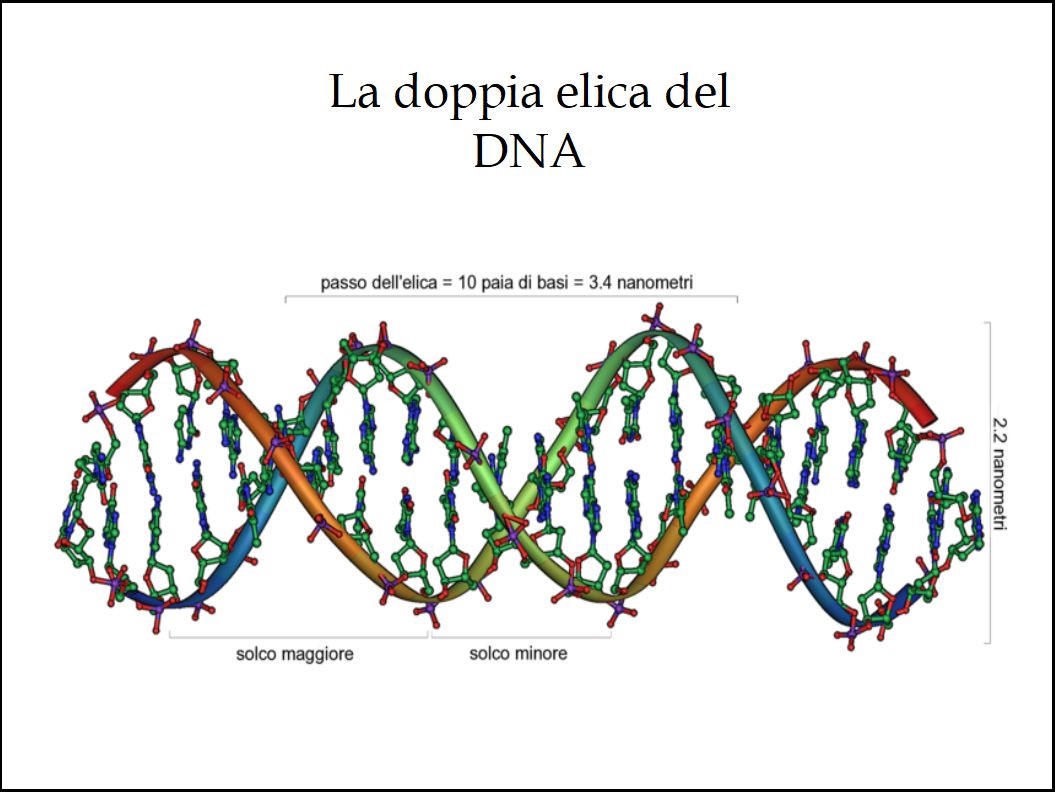 I Polifenoli dell'Extravergine di Oliva Proteggono il DNA