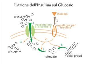 L'Extravergine di Oliva favorisce il benessere del Pancreas e previene il Diabete