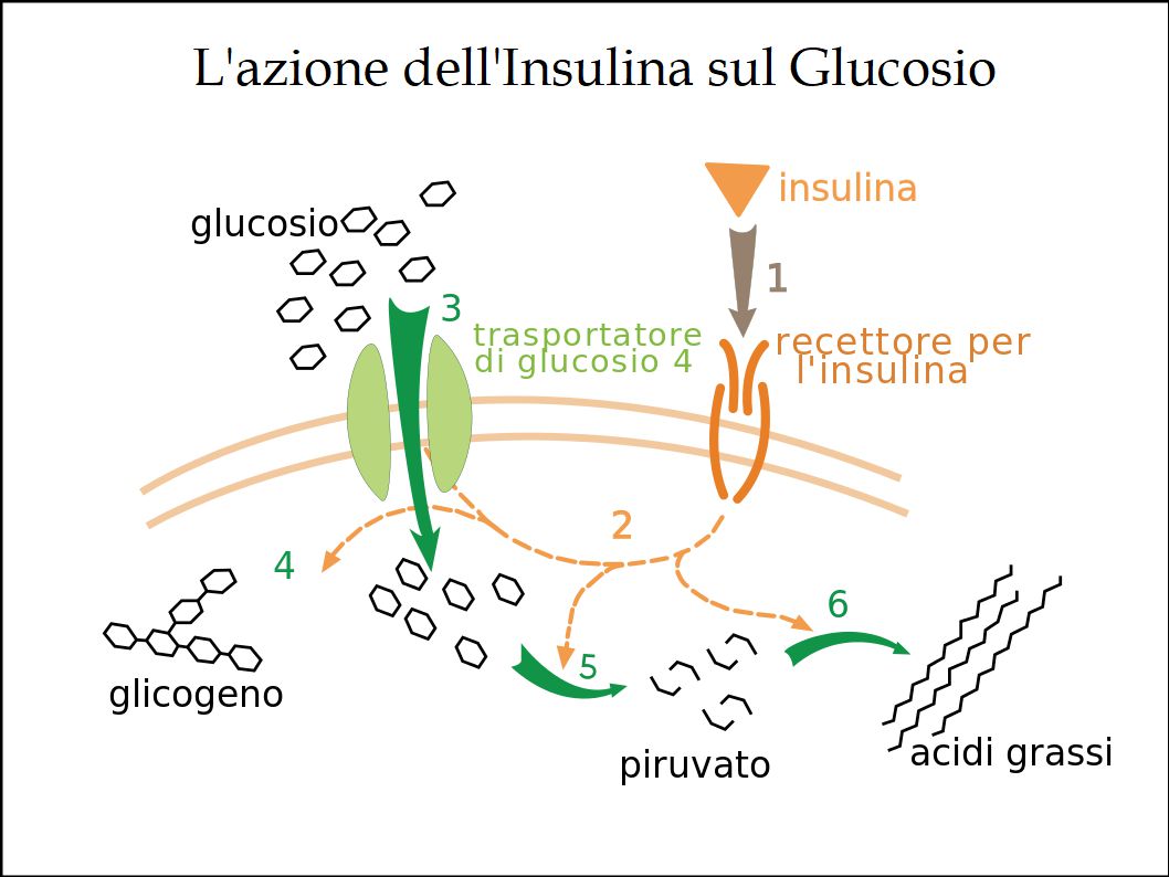 L'Extravergine di Oliva favorisce il benessere del Pancreas e previene il Diabete