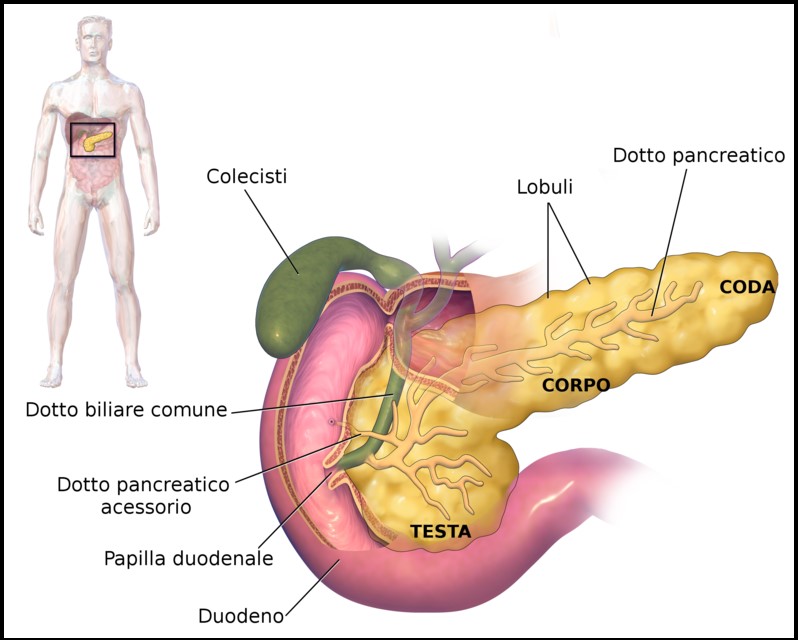 L'Extravergine di Oliva favorisce il benessere del Pancreas e previene il Diabete