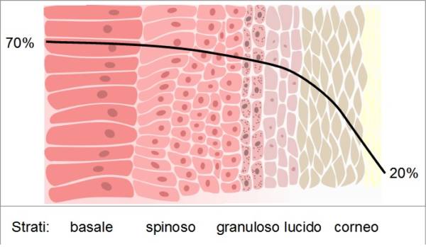 Le straordinarie proprietà cosmetiche dell'Olio Extravergine di Oliva