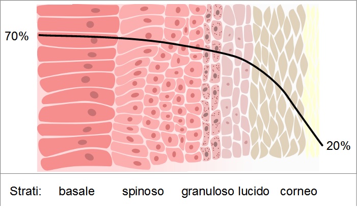 Le straordinarie proprietà cosmetiche dell’Olio Extravergine di Oliva