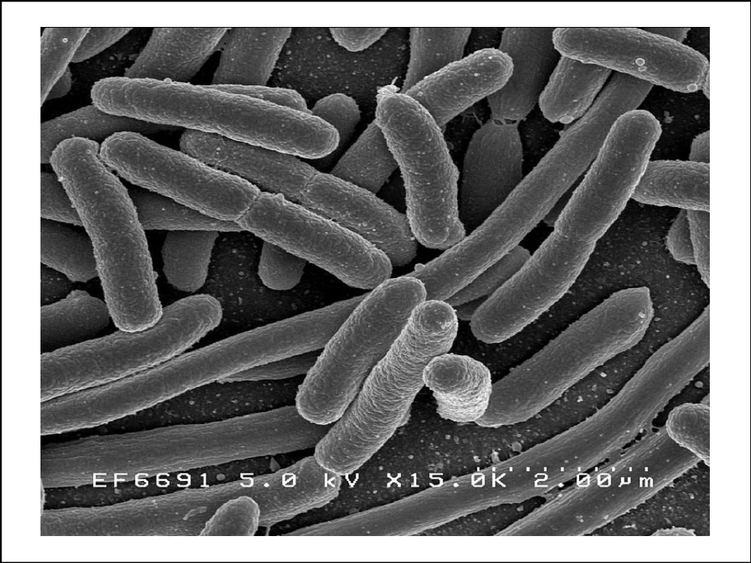 Escherichia coli рисунок микробиология