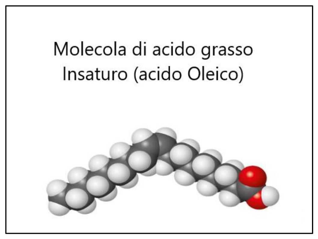 La conferma che l'Acido Oleico dell'Extravergine previene i tumori dell'intestino