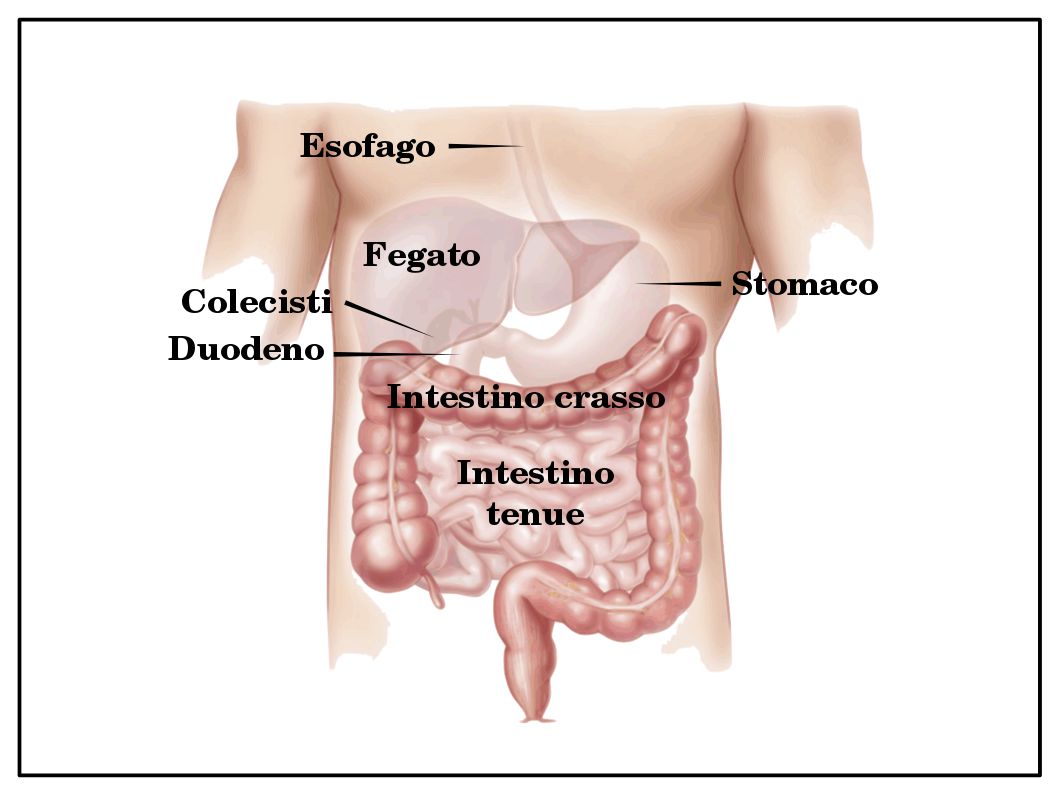 La conferma che l’Acido Oleico dell’Extravergine previene i tumori dell’intestino