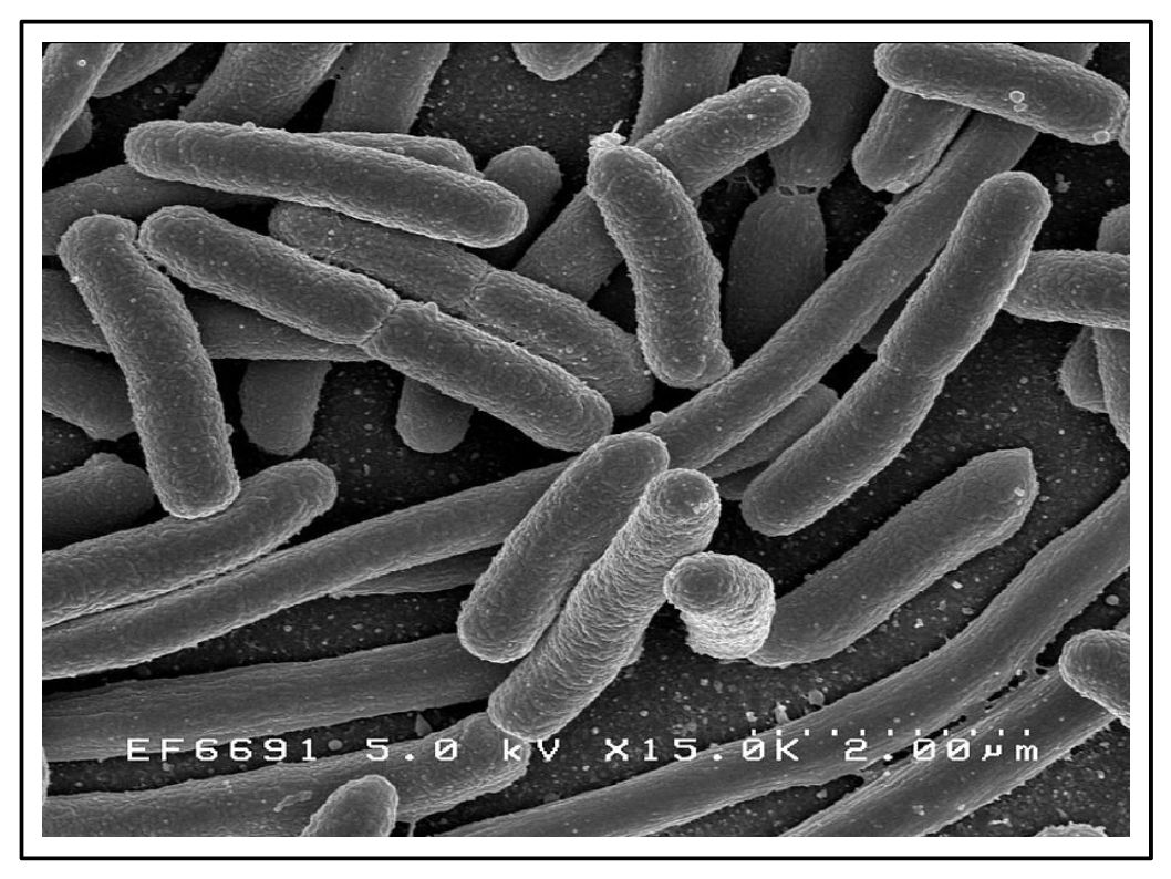 Dieta Mediterranea ed Extravergine di Oliva migliorano la flora intestinale