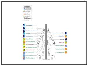 Dieta Mediterranea ed Extravergine di Oliva migliorano la flora intestinale