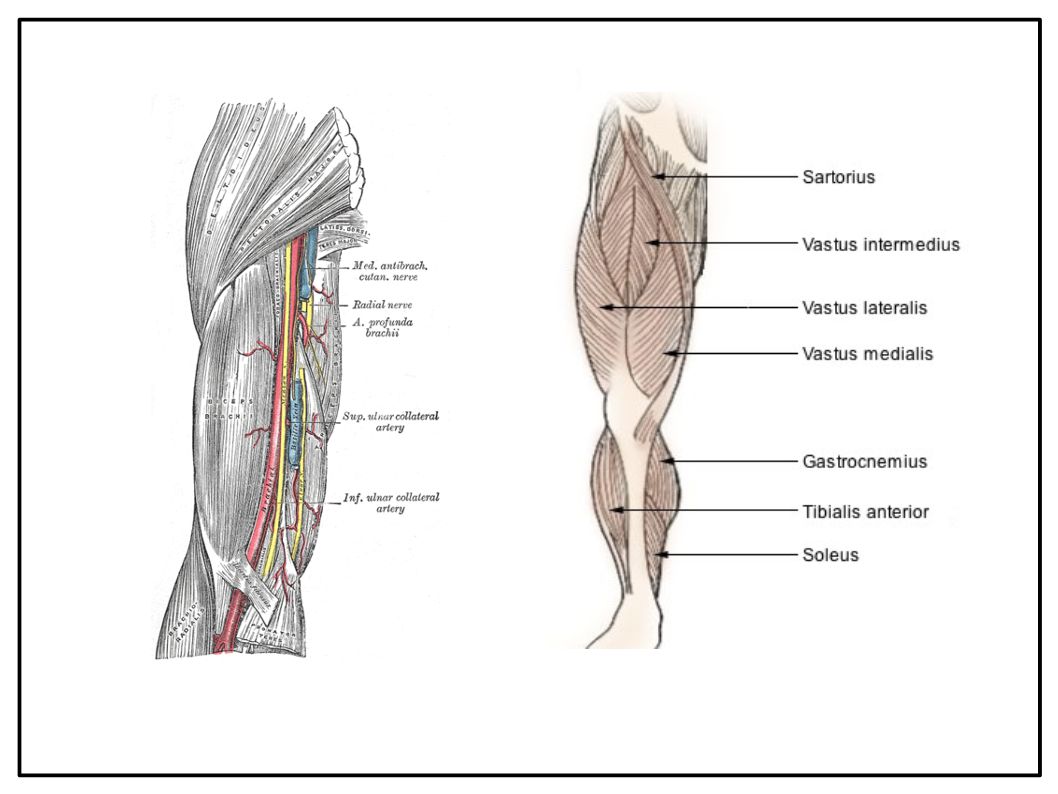 L'Extravergine contrasta i sintomi della Sclerosi Laterale Amiotrofica