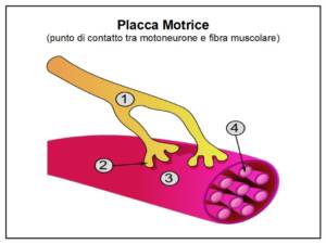 L'Extravergine contrasta i sintomi della Sclerosi Laterale Amiotrofica