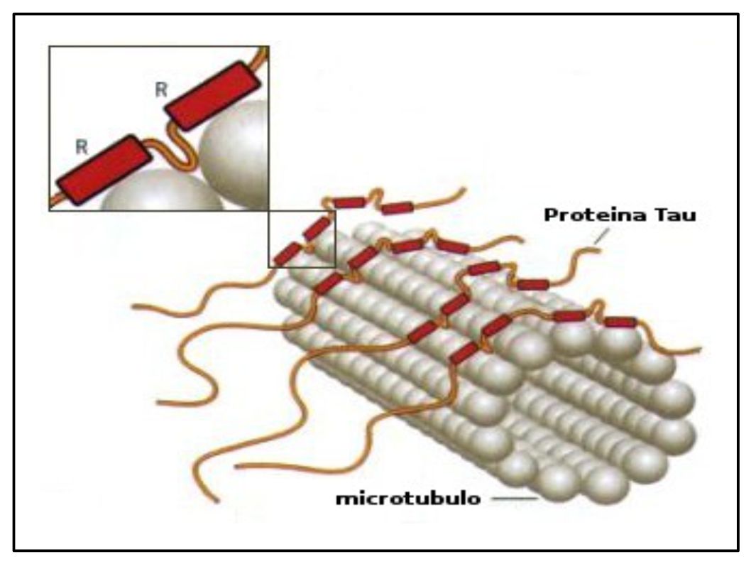 L’Extravergine di Oliva protegge il Cervello ripulendolo dalle scorie