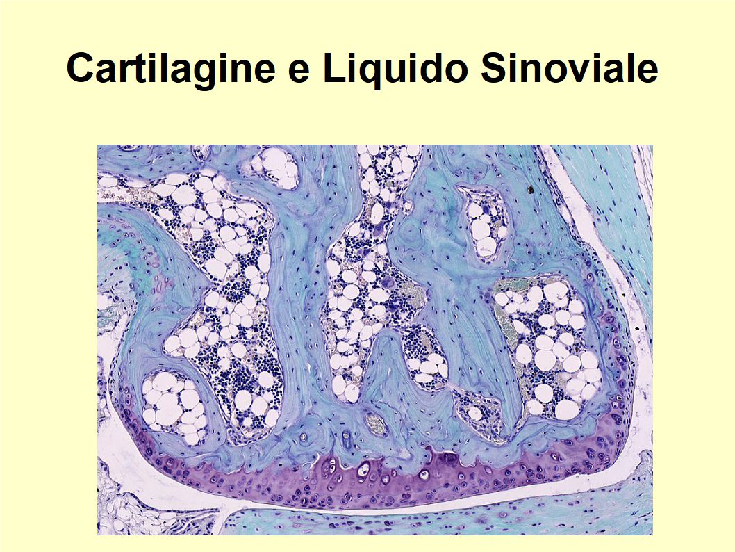 L'Extravergine di Oliva riduce i livelli di infiammazione delle articolazioni