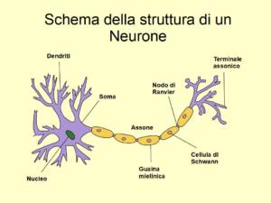 I polifenoli dell'Extravergine stimolano la proliferazione dei Neuroni