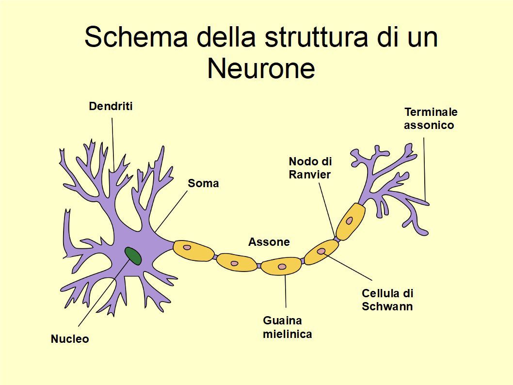 I polifenoli dell’Extravergine stimolano la proliferazione dei Neuroni