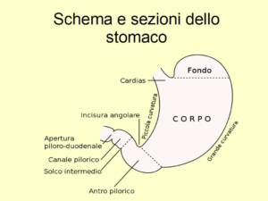 L'Extravergine di Oliva aiuta a prevenire l'ulcera gastrica e le coliti