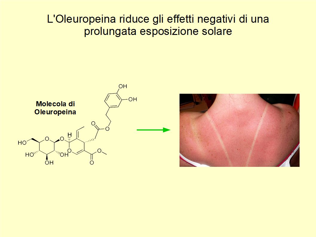 L'Oleuropeina protegge la pelle contro l'esposizione solare