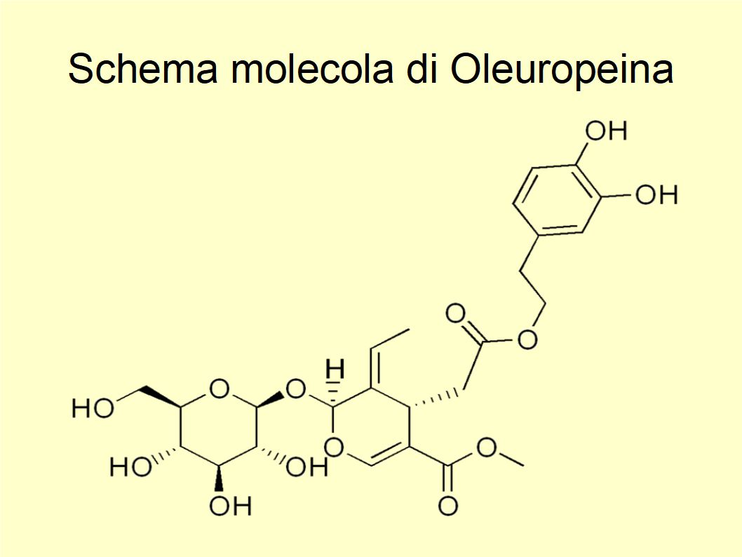 L'Oleuropeina protegge la pelle contro l'esposizione solare