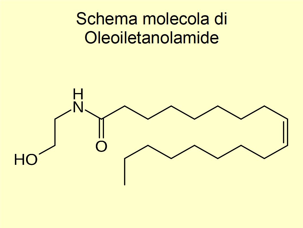 L'Acido Oleico aiuta a controllare il senso di fame e a mantenerci in forma