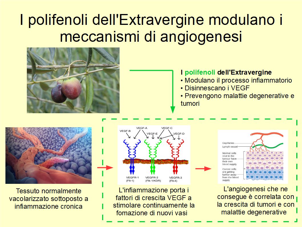 I polifenoli dell'Extravergine ostacolano la genesi delle malattie degenerative