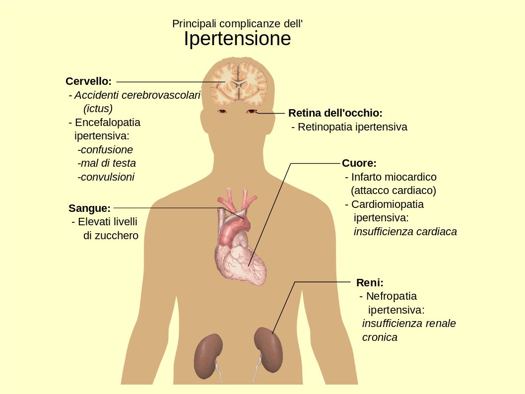 L’Extravergine combatte l’ipertensione, mentre l’olio di oliva no