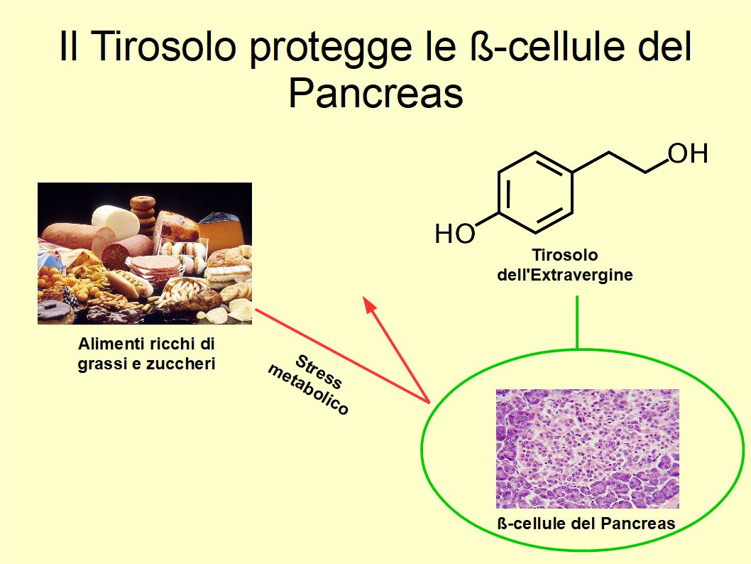 Il Tirosolo dell’Extravergine di Oliva protegge le cellule del Pancreas