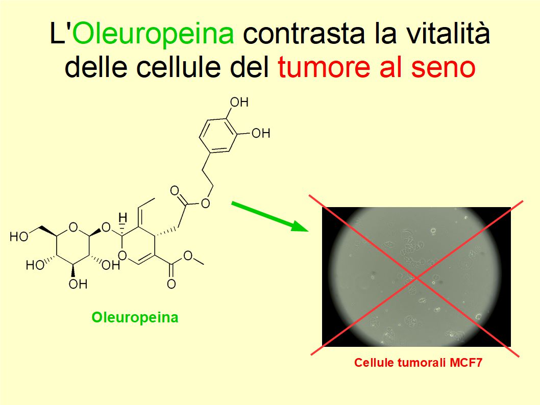 Il potere antitumorale dell'Oleuropeina presente nell'Extravergine