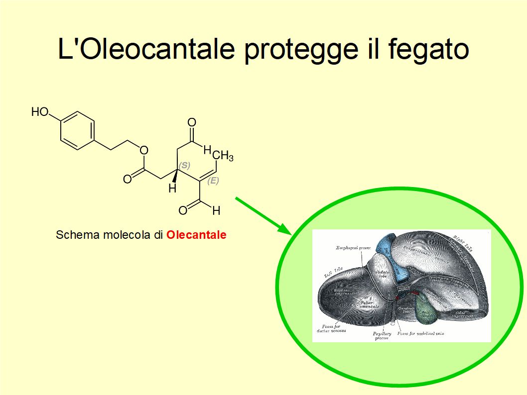 Se l’Extravergine pizzica sulla gola vuol dire che fa bene al fegato