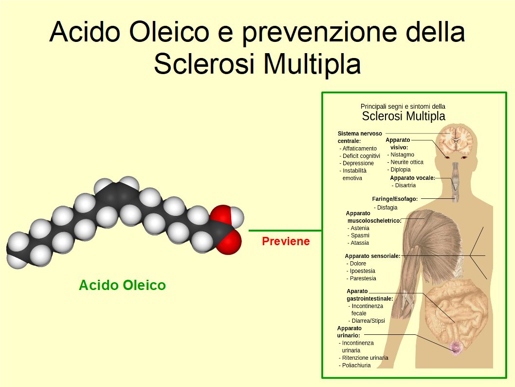 L’Acido Oleico ha un ruolo nella prevenzione della Sclerosi Multipla