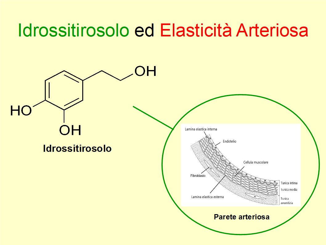 L’idrossitirosolo migliora l’elasticità delle nostre arterie prevenendo futuri problemi