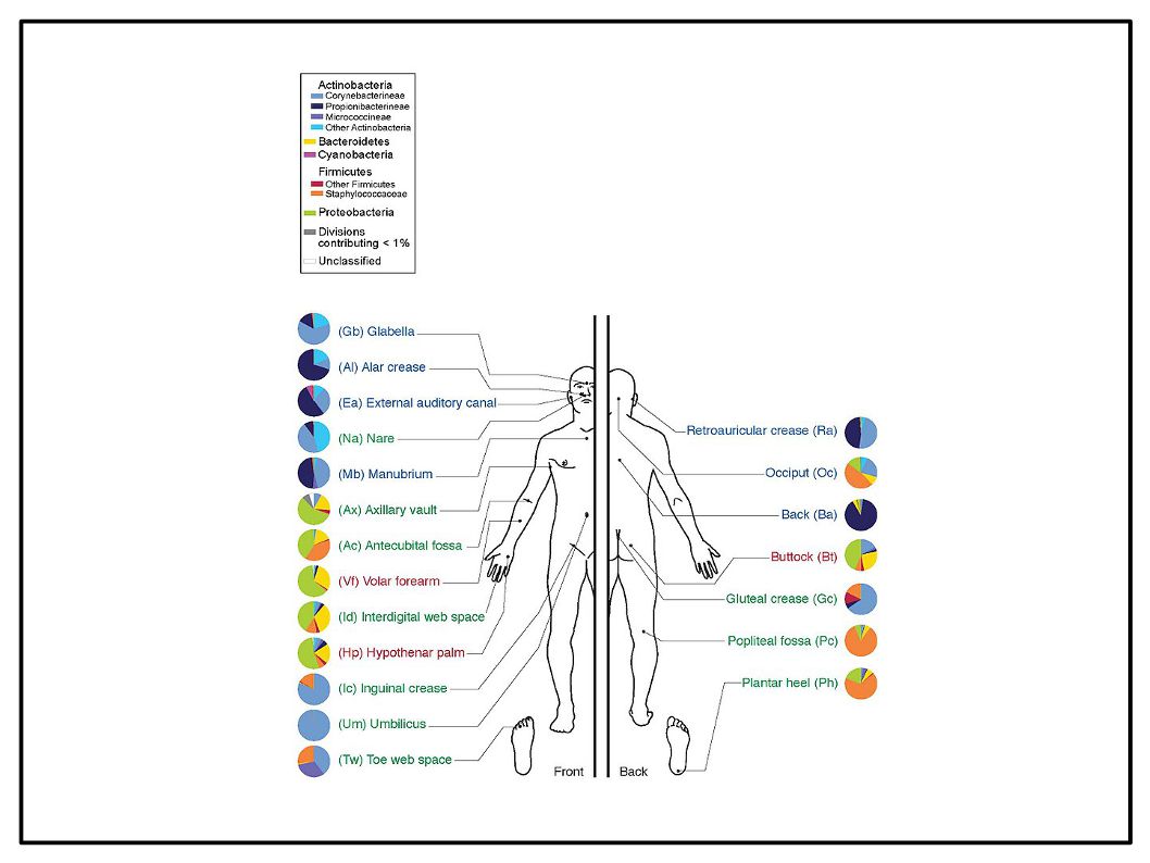 Poiché la diversificazione del microbiota è estremamente importante per l'equilibrio intestinale, è possibile affermare che seguire una dieta di stampo mediterraneo ricca di Extravergine è fondamentale per la salute del nostro intestino. Il ruolo della flora batterica Il termine microbiota umano, descrive l‘insieme di tutti i microorganismi che vivono nel corpo umano senza danneggiarlo.