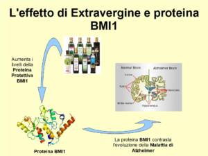 L'Extravergine ripristina i livelli della proteina protettiva BMI1 nelle prime fasi dell'Alzheimer