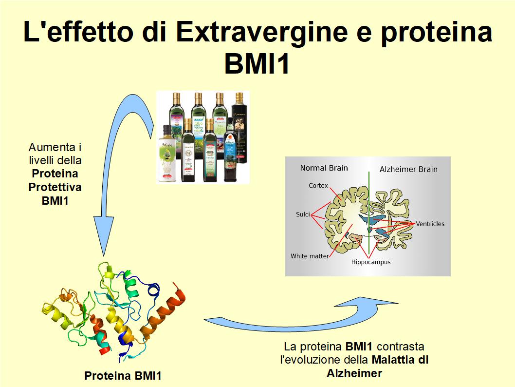 L’Extravergine ripristina i livelli della proteina protettiva BMI1 nelle prime fasi dell’Alzheimer