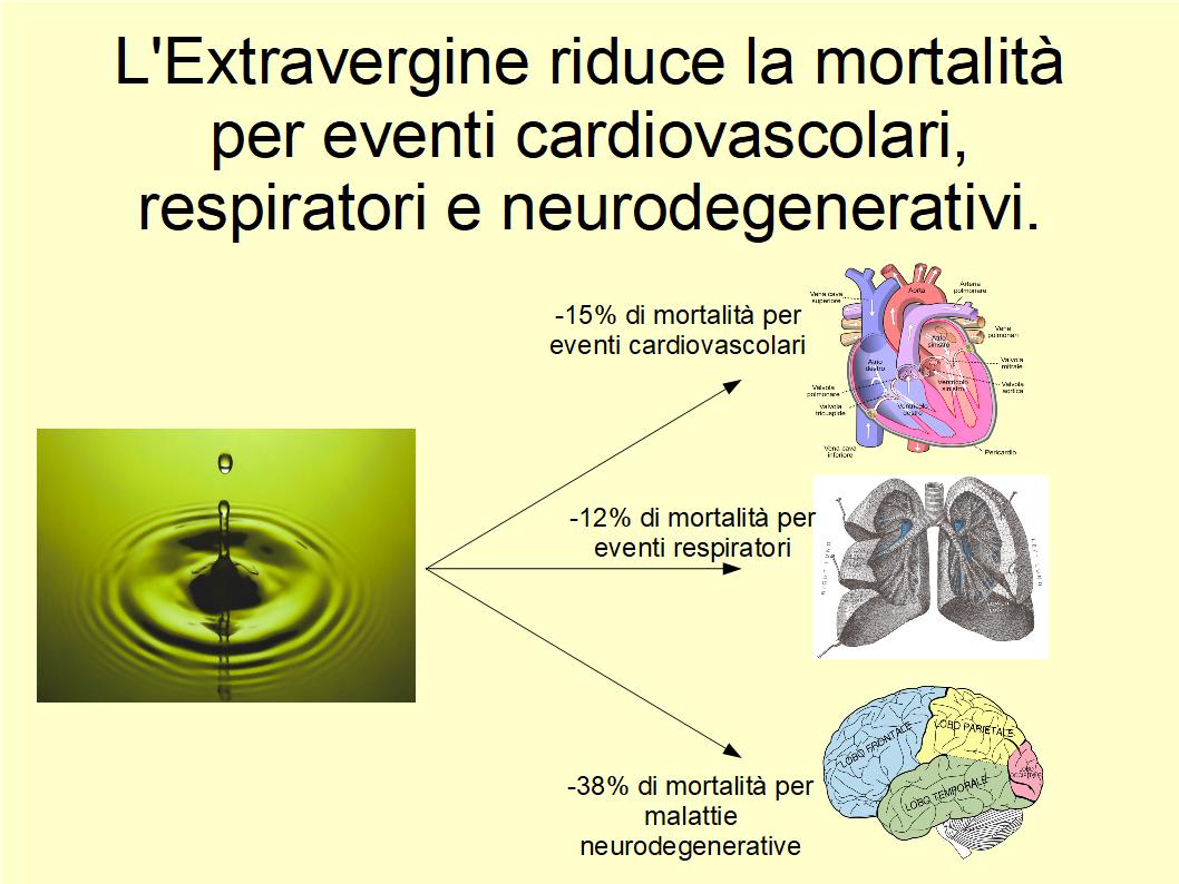 L’Extravergine diminuisce i rischi cardiocircolatori, respiratori e neurodegenerativi