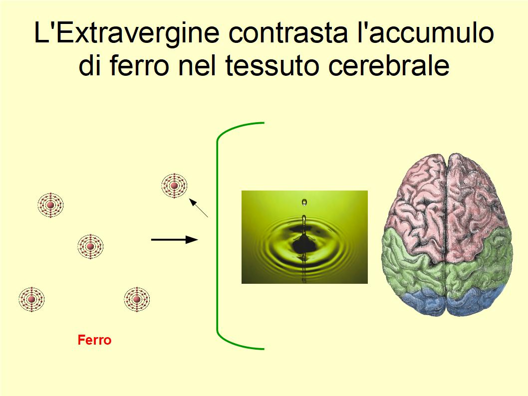 Una ricerca ha notato che consumare Extravergine nel corso della vita contrasta l'accumulo di ferro nel tessuto cerebrale che in terza età è correlato al declino cognitivo. Lo Studio Un Team di ricercatori Americani ha verificato una correlazione significativa tra il consumo di Extravergine e un minor accumulo di ferro nel tessuto cerebrale. Infatti, da una parte questo dato è importante perché tali accumuli di ferro pare siano collegati in terza età con un declino cognitivo più marcato. Tuttavia, dall'altra lo è anche perché secondo i dati di questa ricerca i soggetti dello studio che consumavano determinati alimenti mostravano punteggi migliori ai test cognitivi. In particolare, tra gli alimenti presi in esame spiccava l'Extravergine di Oliva, ricco di antiossidanti e grassi monoinsaturi.